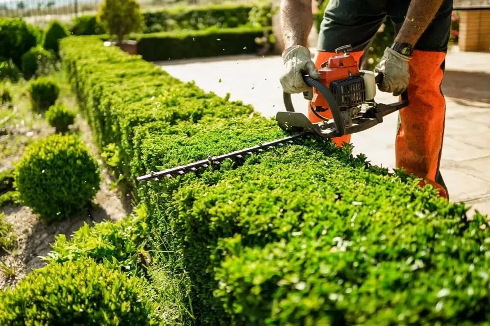 What Are the Signs That Your Hedge Needs Immediate Trimming in St. Gabriel, LA