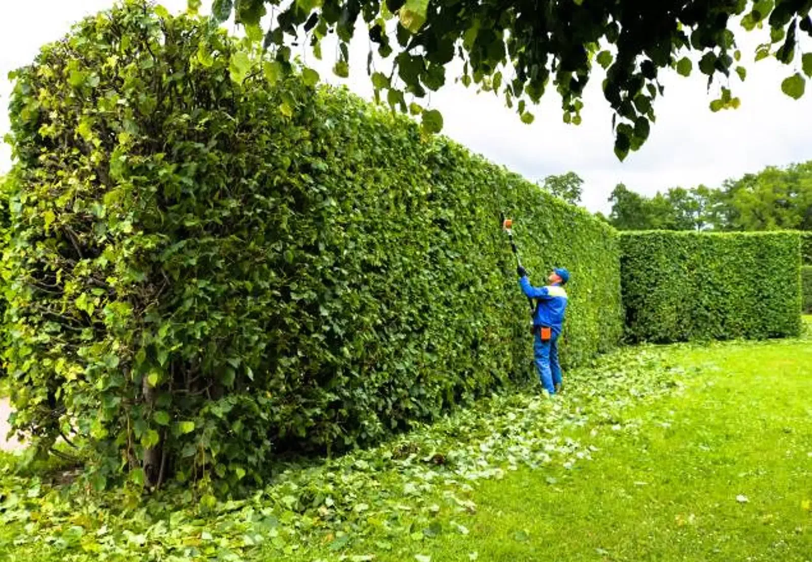 Does Your Hedge Need Trimming in St. Gabriel, LA?