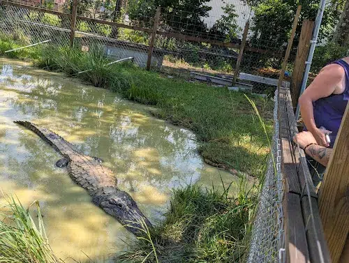 Kliebert & Son's Alligator Tours