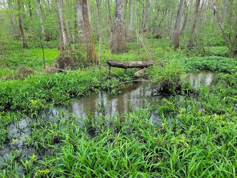 Bluebonnet Swamp Nature Center