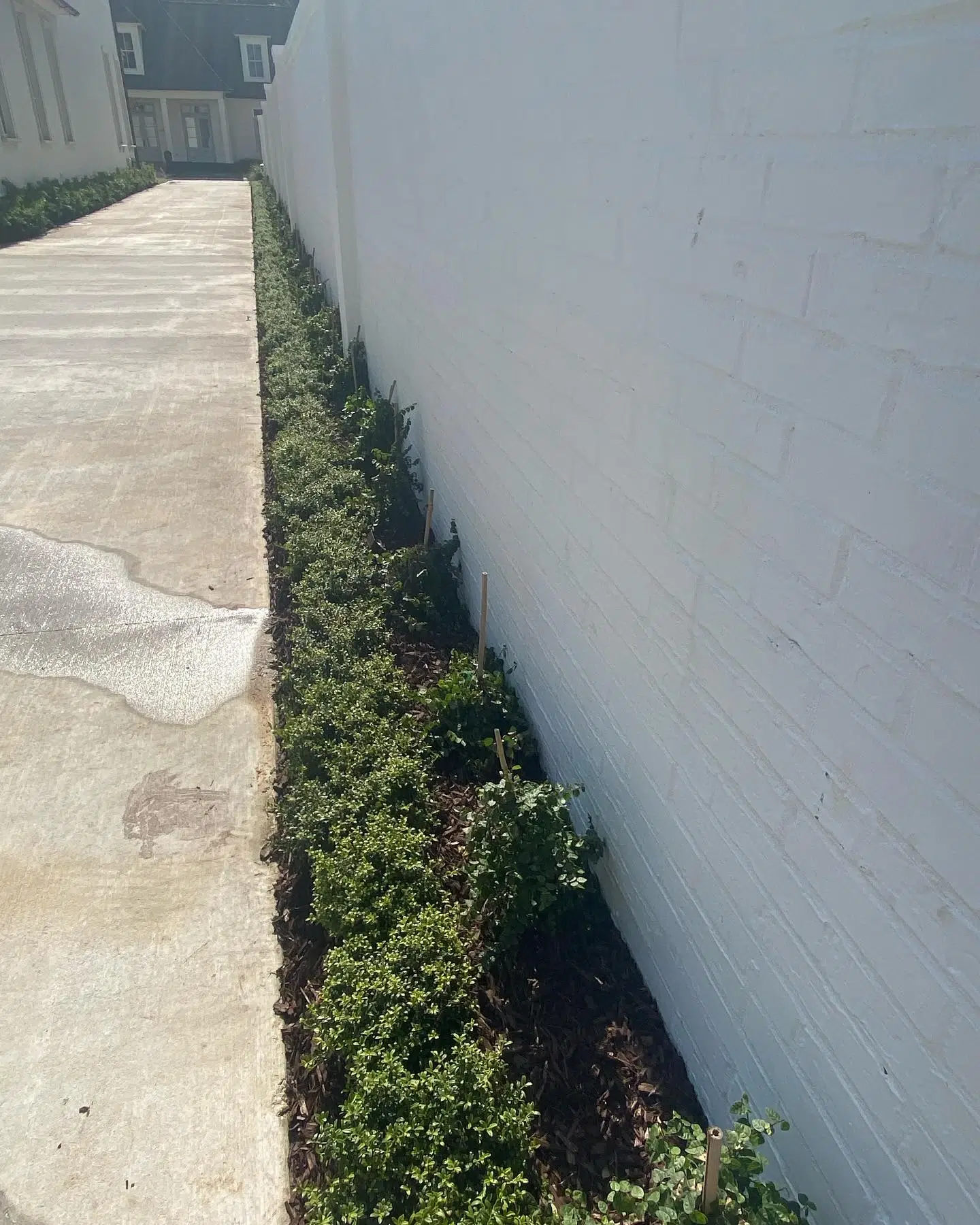 Small Trees vs Mature Trees: Which Is Better for Long-Term Landscape Value?