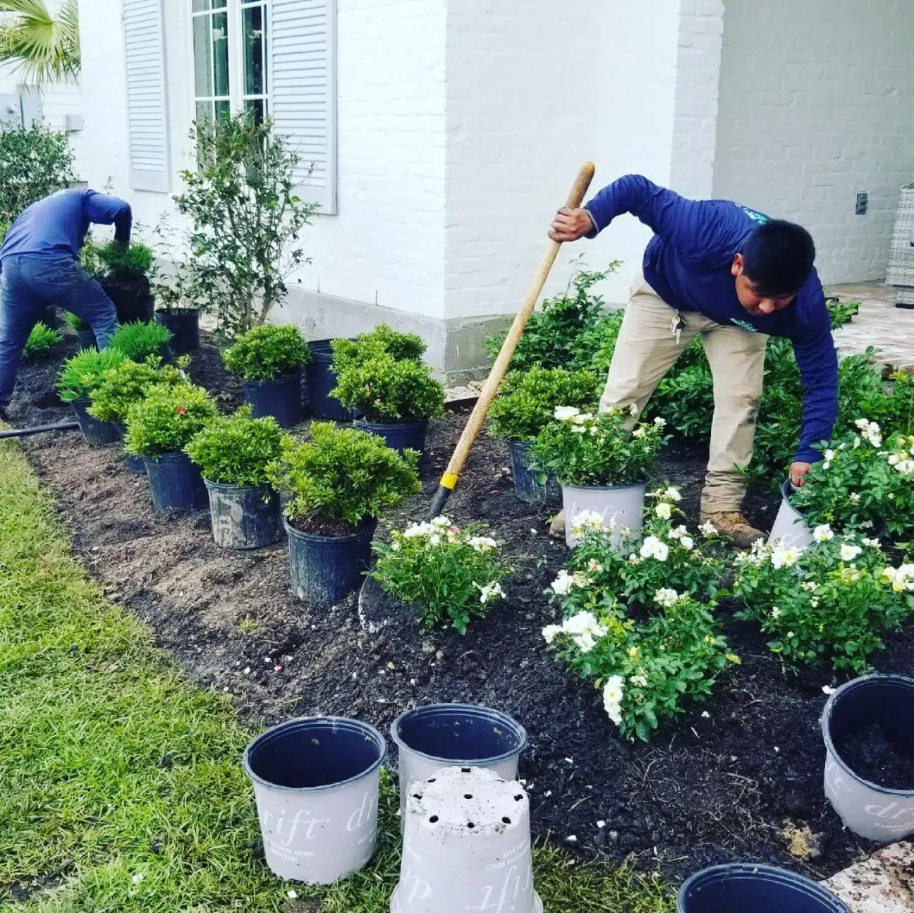 Why Do Weeds Keep Coming Back in New Orleans, LA Yards No Matter How Often You Remove Them?