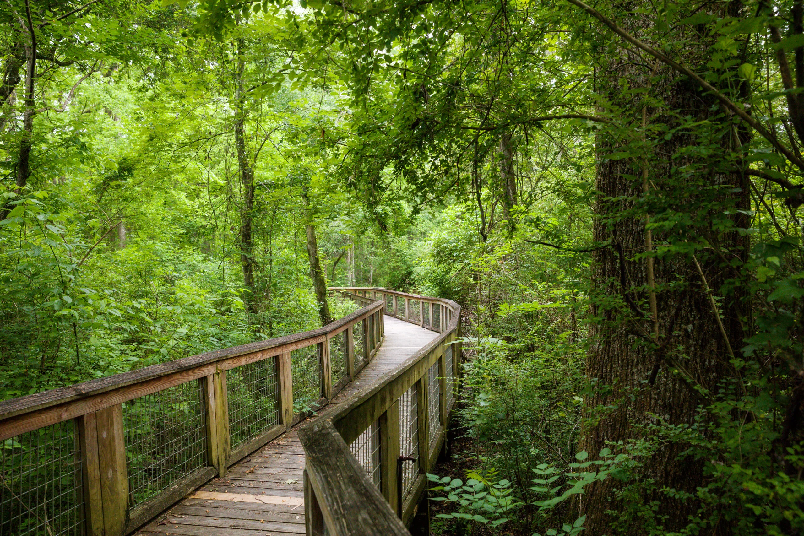 Bluebonnet Swamp Natures Center