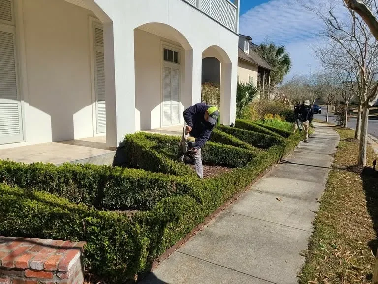 How Often Should Hedges Be Trimmed for a Consistent Appearance?